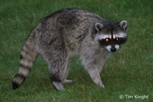 Raccoon(1)